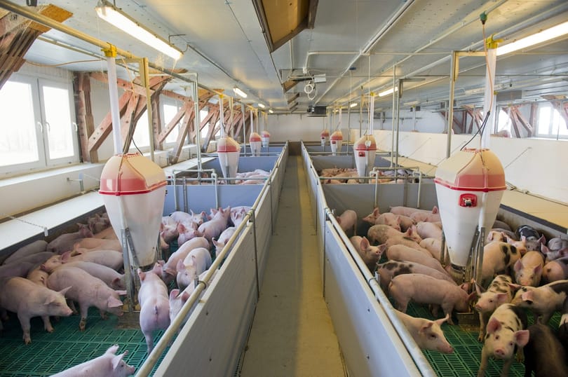 Disznót hízlalnának a nagy tőzsdei cégek Kínában
