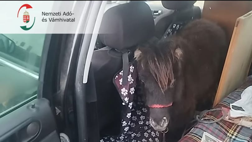 Kutya helyett pónilovakat találtak a pénzügyőrök egy autóban az M3-ason – videó
