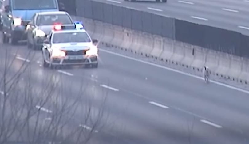Két kutya is felfordulást okozott az M0-son - videó