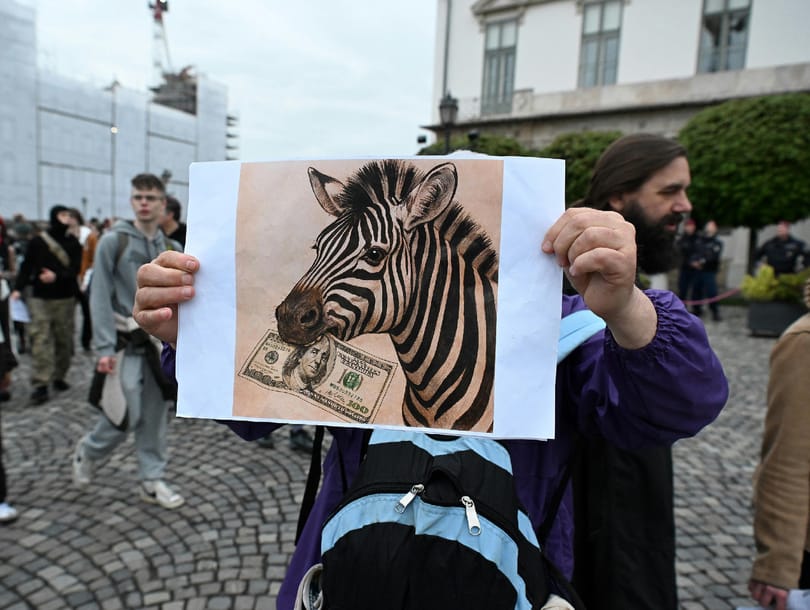 Állatorvosi zebra: így teszi Orbán a politika játékszerévé a tudományos műhelyeket
