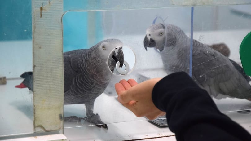 Szívmelengető kísérlet mutatta meg, mennyire együttérzők a papagájok – videó