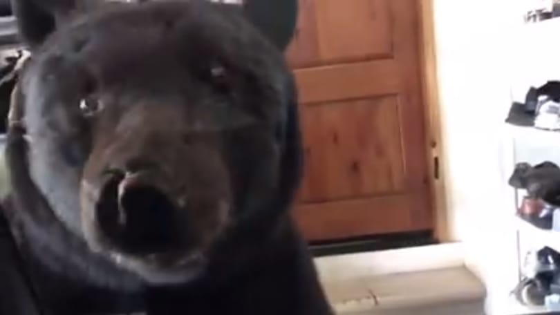 Egy hírhedt medve várta a garázsban az autójában rekedt nőt – videó