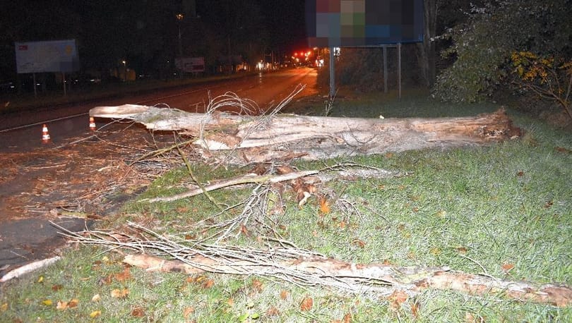 Nem vágta ki az elkorhadt fát a megbízott vállalkozó, pont egy kocsi előtt dőlt ki