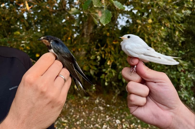 Megszálltak a hideg elől menekülő fecskék egy balatoni kastélyszállót