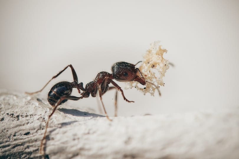 Hangyák ihlették a miniatűr robotot, ami az ereket is képes lehet megtisztítani