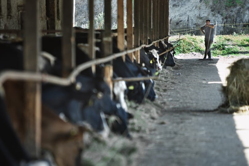 Bizarr ajándék karácsonyra cégeknek: itt már csak trágyatárolóra pályázhatnak