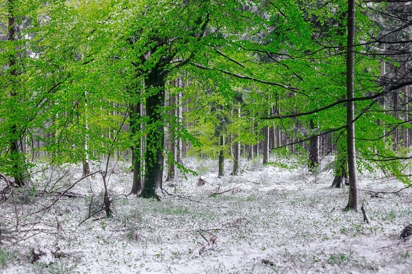 Nézegessen képeket a májusi hóesésről