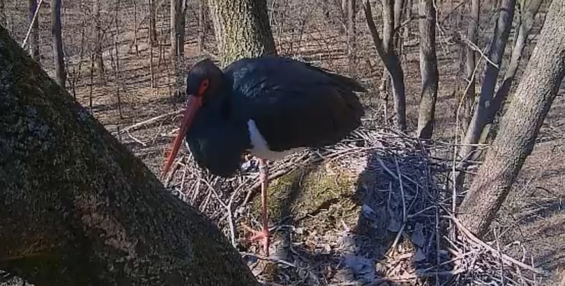 Már haza is tért az első magyar fekete gólya - nézze meg, hogyan él