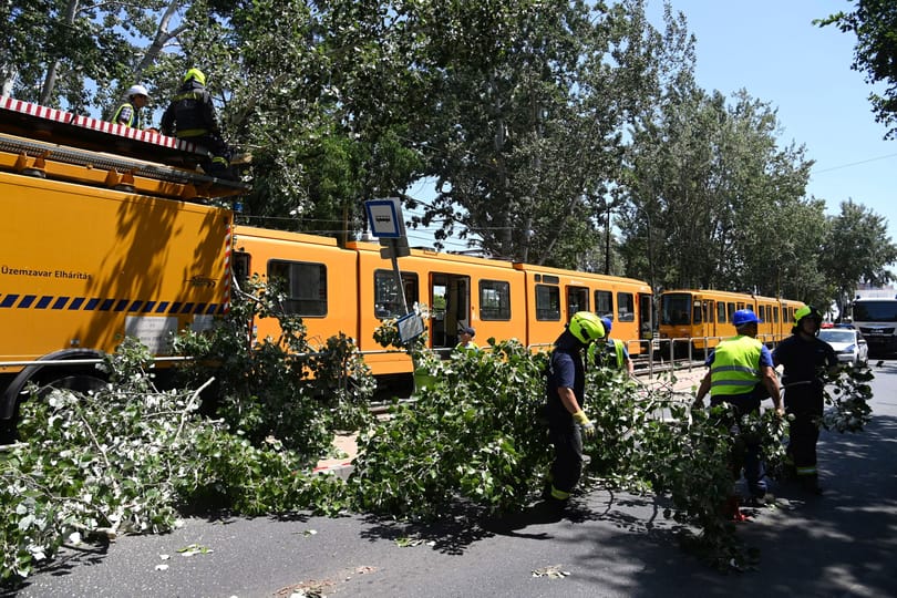 Fa dőlt a 28-as villamosra Kőbányán
