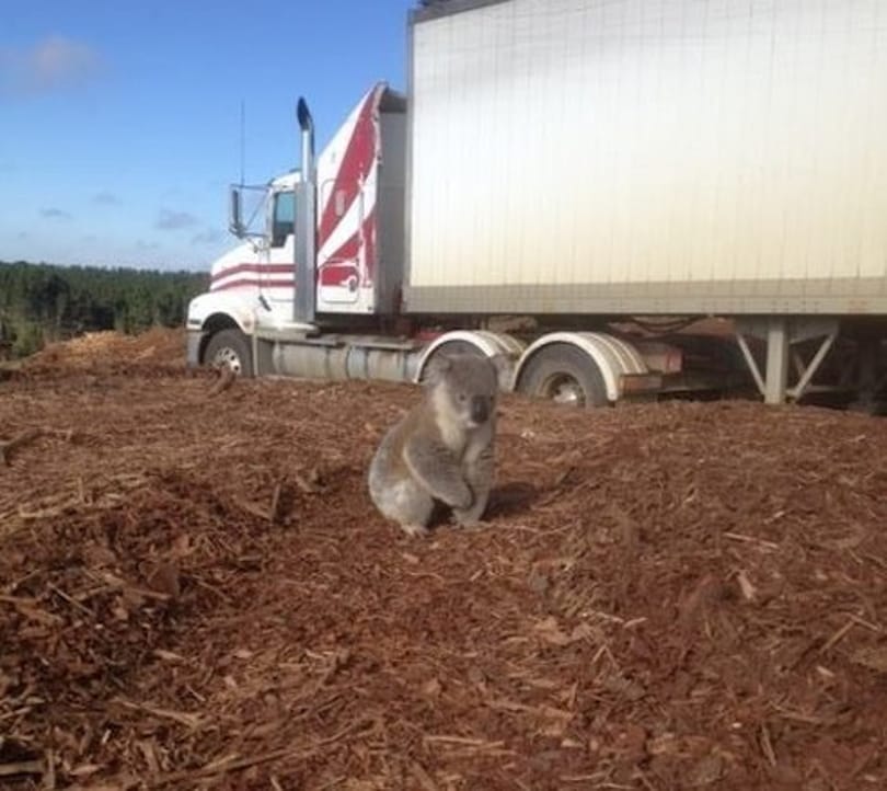Szomorú napi cuki: nem találja otthonát az összezavarodott koala