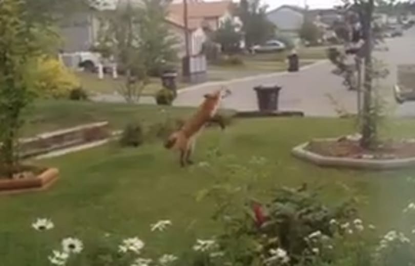 Önfeledten játszó rókát vettek fel egy kertben – videó