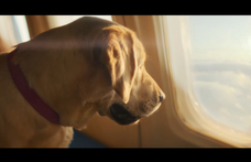 Elindult a kutyák légitársasága, ahol állati kényelemben utazhatnak a kedvencek – videó