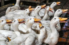 WHO: Meghalt az első ember H5N2 madárinfluenzában