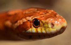 Megtalálták a világ leghosszabb őskígyóját, 15 méterről írnak