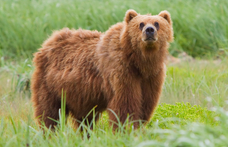 Kirándulóidő: medve bóklászik az Aggteleki Nemzeti Park déli részén