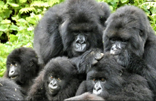 Megfigyelték 164 gorilla viselkedését, az eredmény az emberi viselkedésre is rámutat