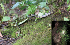 Rendkívül ritka kígyóra bukkantak Tibetben: íme a farkaskígyó