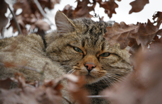 Elég nagy baj van sok magyar macskatartóval