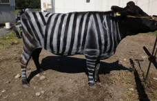 Zebracsíkosra festik a szarvasmarhákat Japánban, és úgy tűnik, van értelme