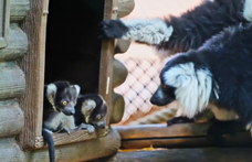 Videón a két hónapos varik, a Nyíregyházi Állatpark új lakói