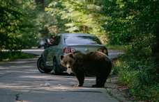 Japánban is támadnak a medvék