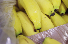 Csempészkokaint találtak a berlini boltosok a nekik kiszállított banánok között