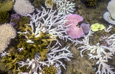Történelmi mértékű a korallfehéredés Ausztrália mellett, több mint ezer faj élőhelyét fenyegeti pusztulás