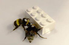 Látott már méheket közös erővel LEGO-kockát tolni? Néhány kutató kipróbálta, fontos megállapításhoz vezetett