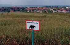 Medveveszélyre figyelmeztetnek Pest megyében