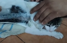 Drogcsempész macskát csíptek fülön egy Costa Rica-i börtönnél – videó