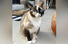 Túlélte a macska, hogy véletlenül egy rakás munkavédelmi bakanccsal együtt postázták Utahból Kaliforniába