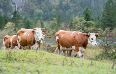 Határozatlan időre bezárták az állatsimogatót a fővárosi állatkertben