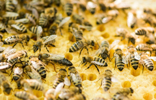 Online társkeresővel találhatnak egymásra a méhek és a virágok Bécsben