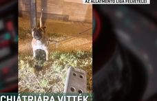 Fényes nappal fajtalankodhatott a kutyájával egy meztelen férfi Budapesten