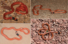 Hát persze hogy ott volt egy magyar is: új kígyófajt találtak Szaúd-Arábiában