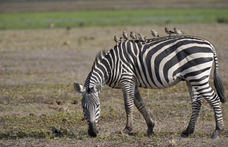 Újabb zebra érkezhet Mészáros cégének telephelyére