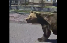 Kilőtték a Liptószentmiklóson emberekre támadó medvét