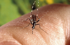 Reális-e most egy járvány kirobbanása? Tigrisszúnyogok és veszélyes kórokozók keringenek