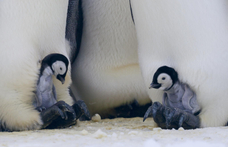 Tömegesen pusztultak a császárpingvin-fiókák az Antarktiszon