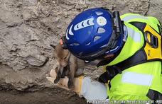 Négyméteres gödörből kellett kimenteni egy apró rókakölyköt Visegrádon - videó