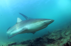 Három fürdőzőre is cápa támadt Florida partjainál