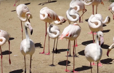 Drága a flamingók élete, oltási programot indult a magyarországi állatkertekben a madárinfluenza miatt