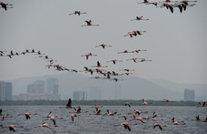 Flamingók tucatjait gázolta el egy utasszállító Mumbaiban