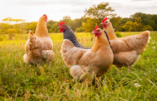 Elvadult csirkék teszik pokollá egy angliai falu életét