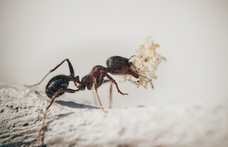 Hangyák ihlették a miniatűr robotot, ami az ereket is képes lehet megtisztítani