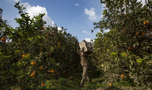 Összeomló termelés, elszálló árak – búcsút mondhatunk a 100 százalékos narancslének