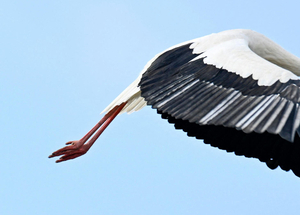 Honnan tudják a gólyák, merre kell vándorolniuk?