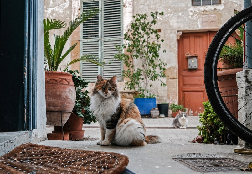 Ciprus a macskák szigete. Vagy mégsem?