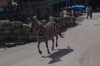 Elszabadult egy zebra a belgrádi állatkertben, három ember kórházba került – videó