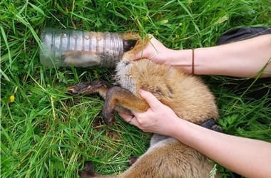 Fotók: műanyag palackba szorult egy rókakölyök feje, állatvédők mentették meg